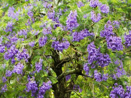 Jacaranda Tree For Cheap