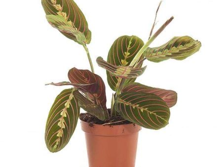 Red Maranta Prayer Plants Hot on Sale