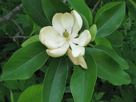 Sweetbay Magnolia For Sale