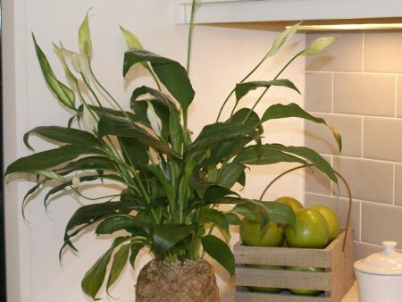 Kokedama Peace Lily Plant For Sale