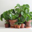 Chinese Money Plants Pilea peperomoides Online Sale