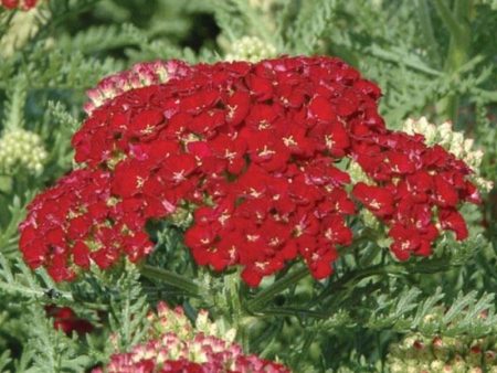 Achillea Pomegranate Online Sale