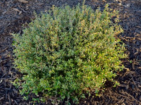 Dwarf Yaupon Holly Online Hot Sale