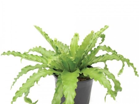 Victoria Birds Nest Ferns on Sale