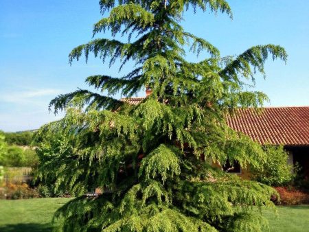 Green Atlas Cedar Trees Fashion