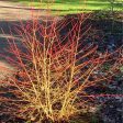 Cornus Midwinter Fire Dogwood Shrubs Online