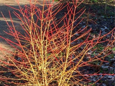 Cornus Midwinter Fire Dogwood Shrubs Online