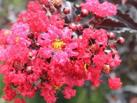 Ebony Flame Crape Myrtle Trees on Sale