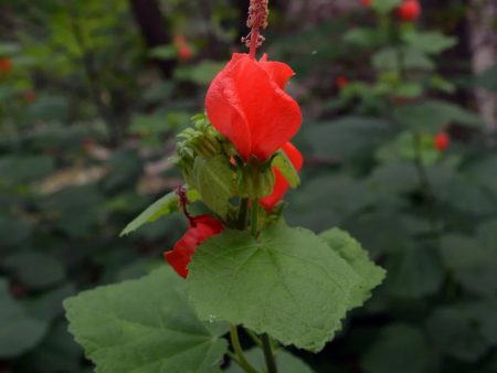 Big Momma Turks Cap Online