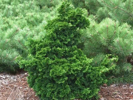 Dwarf Hinoki Cypress Shrubs For Discount