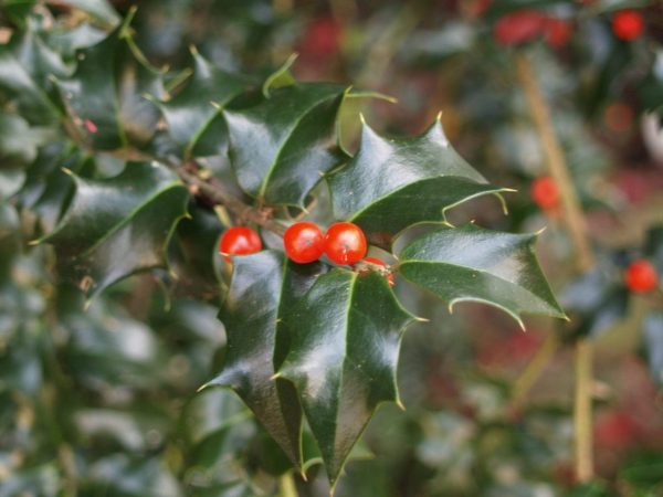 Dragon Lady Holly Trees Hot on Sale