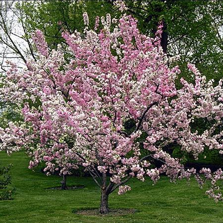 Robinson Crabapple Tree Discount