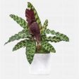 Rattlesnake Calathea lancifolia Plants Supply