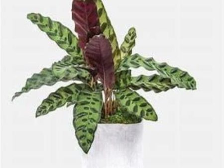 Rattlesnake Calathea lancifolia Plants Supply