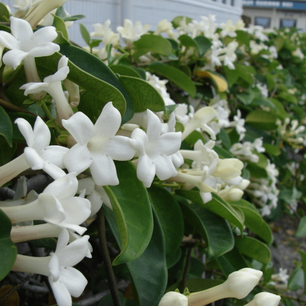 Stephanotis Trellis Discount