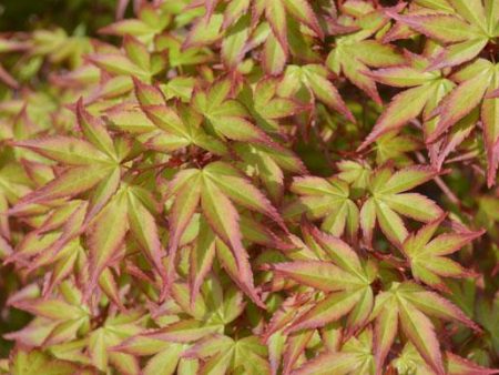 Kiyohime Japanese Maple Trees Online Hot Sale