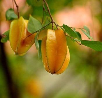 Starfruit  Carambola  Tree Online now