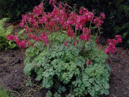 Dicentra Luxuriant For Sale