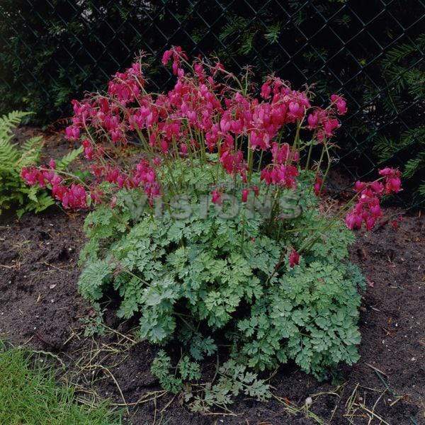 Dicentra Luxuriant For Sale