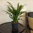 Aglaonema Cutlass Chinese Evergreen Plants Online Sale