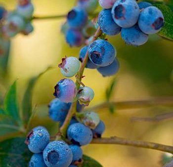 Toro Blueberry Bush Sale