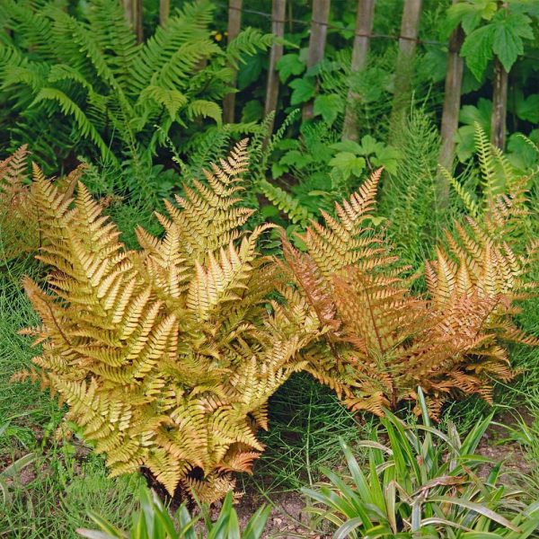 Brilliance Autumn Fern Plant Online Hot Sale