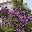 Otto Quast Spanish Lavender Sale