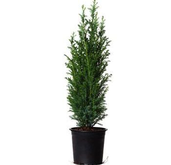 Dwarf Italian Cypress Online Hot Sale