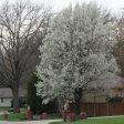 Bradford Pear Tree Online now