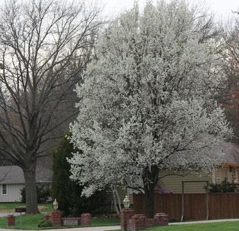 Bradford Pear Tree Online now