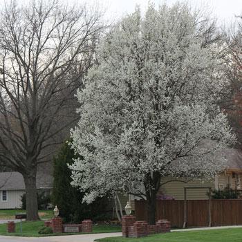 Bradford Pear Tree Online now