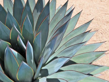 Agave Blue Glow For Sale