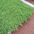 Green Mound Juniper on Sale