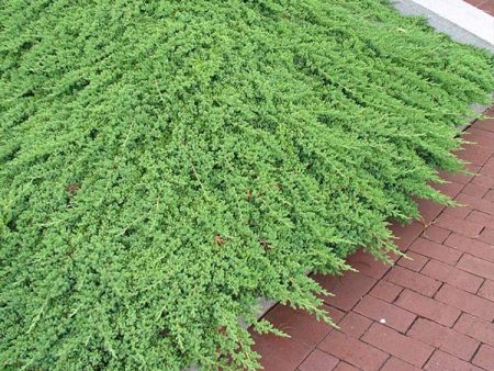 Green Mound Juniper on Sale