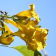 Golden Treasure Trumpet Vine Online Sale