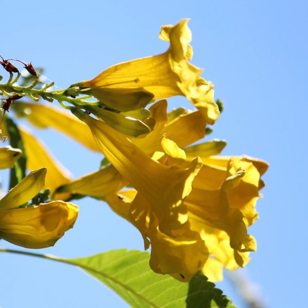 Golden Treasure Trumpet Vine Online Sale