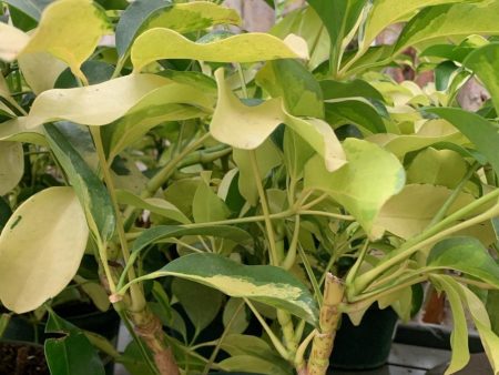 Umbrella Tree Plants Online now