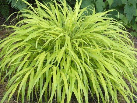 All-Gold Japanese Forest Grass Cheap