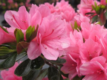 Coral Bells Azalea Shrubs Discount