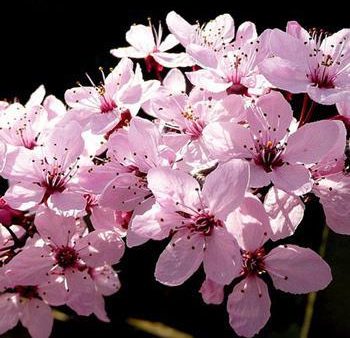 KV  Flowering Plum Tree For Discount