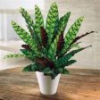 Rattlesnake Calathea lancifolia Plants Supply