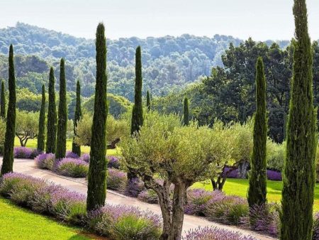 ITALIAN CYPRESS For Sale