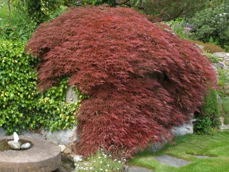 Tamukeyama Japanese Maple Supply