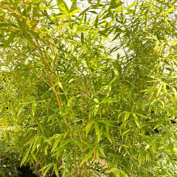 Golden Bamboo Sale