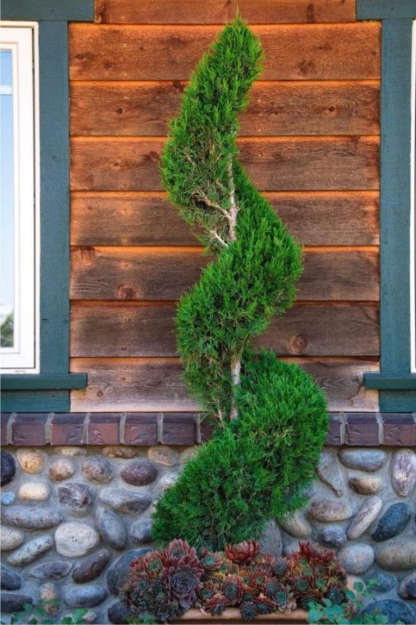 Blue Point Juniper Spiral Topiary Trees on Sale