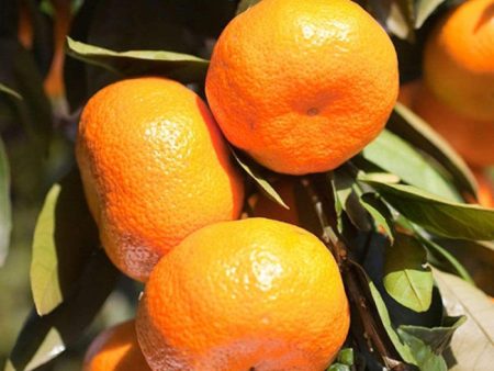 Satsuma Tangerine Trees on Sale