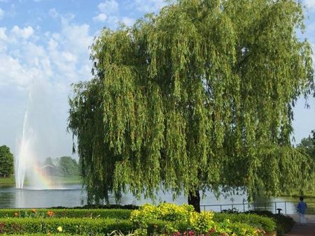 Weeping Willow Fashion