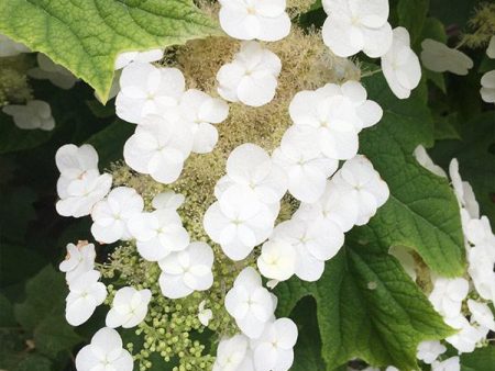 Munchkin Hydrangea Shrub Cheap