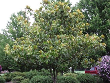 Little Gem Magnolia Trees For Cheap