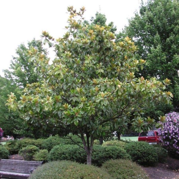 Little Gem Magnolia Trees For Cheap